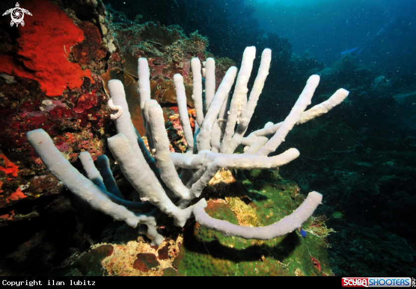 A sponge tubes