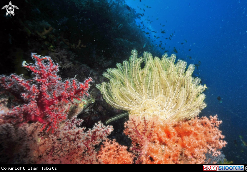 A feather star