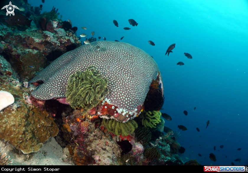A Reef