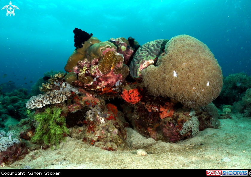 A Reef