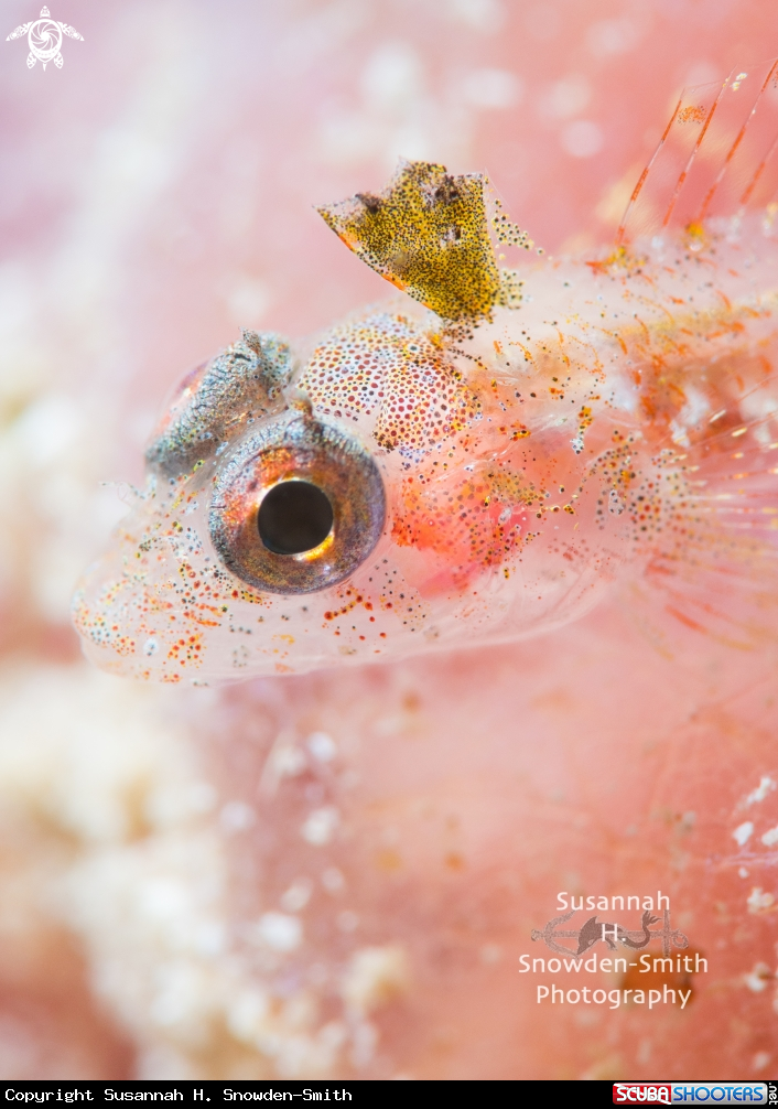 A Triplefin Blenny Portrait