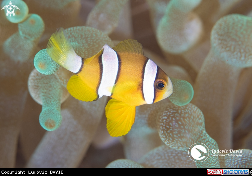 A Yellowtail Clownfish