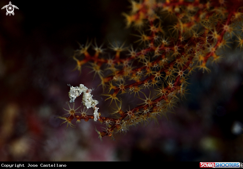 A Satomi Pygmy Sea Horse
