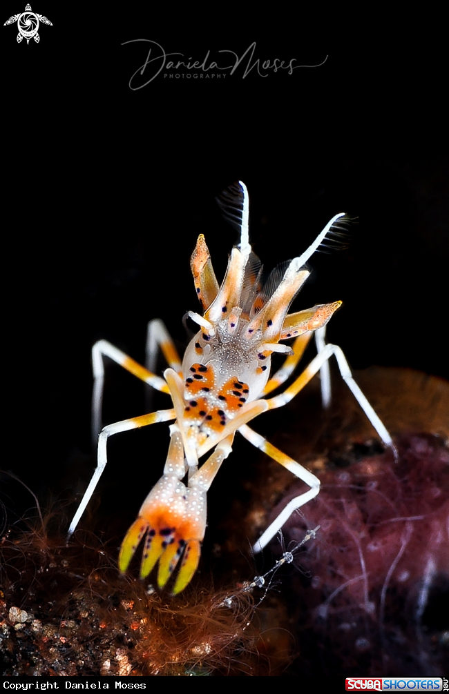 A Tiger Shrimp