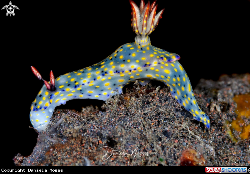 A Hypselodoris confetti 