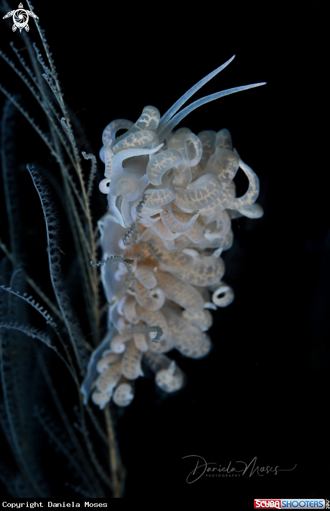 A Phyllodesmium iriomotense