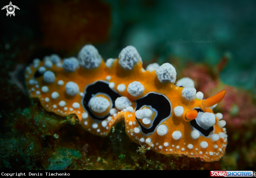 A NUDIBRANCH