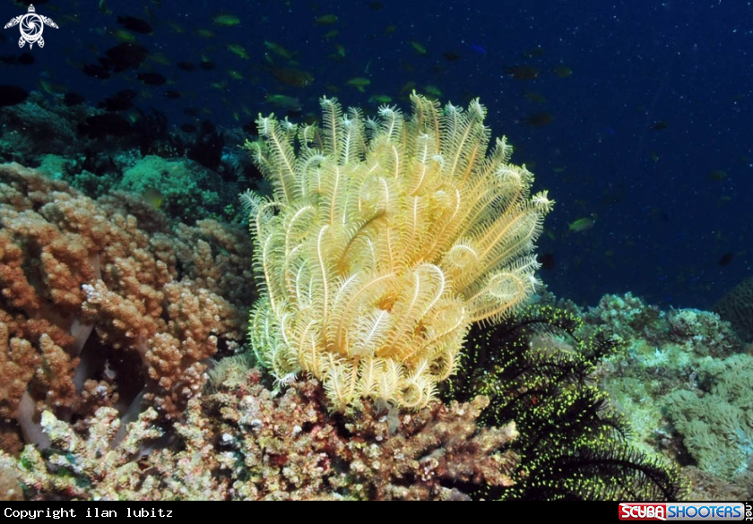 A feather star