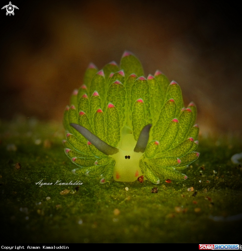 A Nudibranch