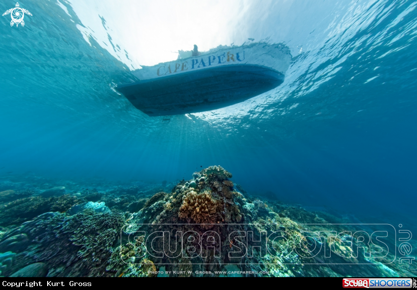 A Coral under
