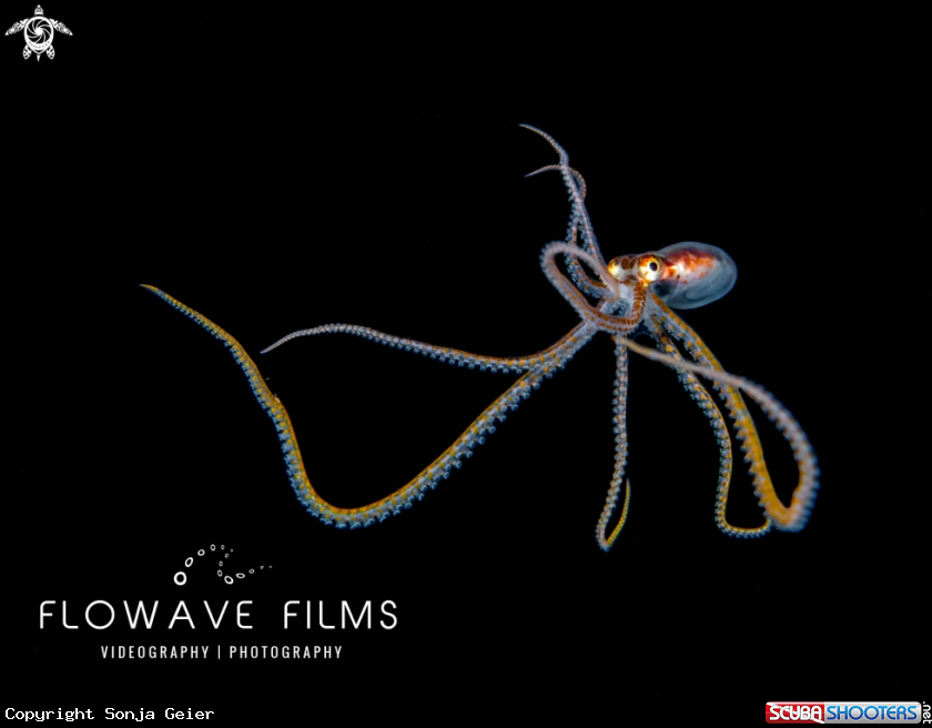 A Longarm Octopus