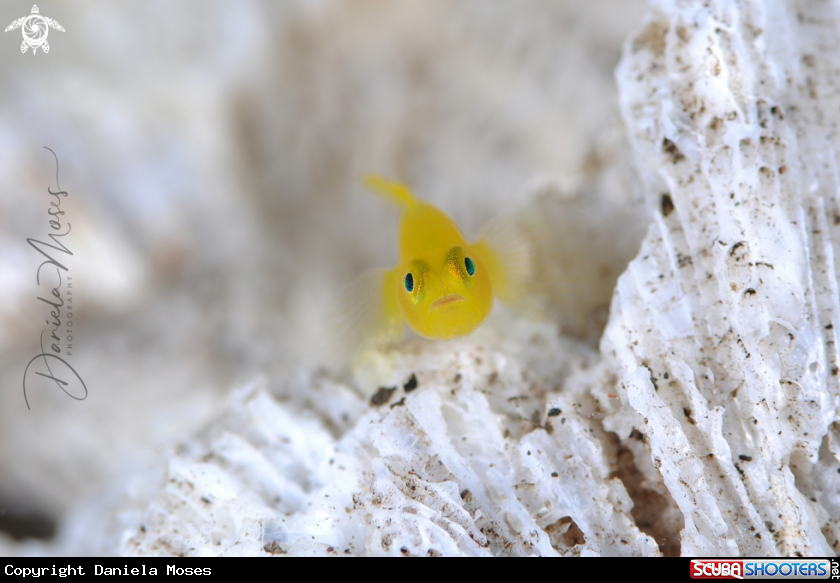 A Yellow Pygmy-Goby