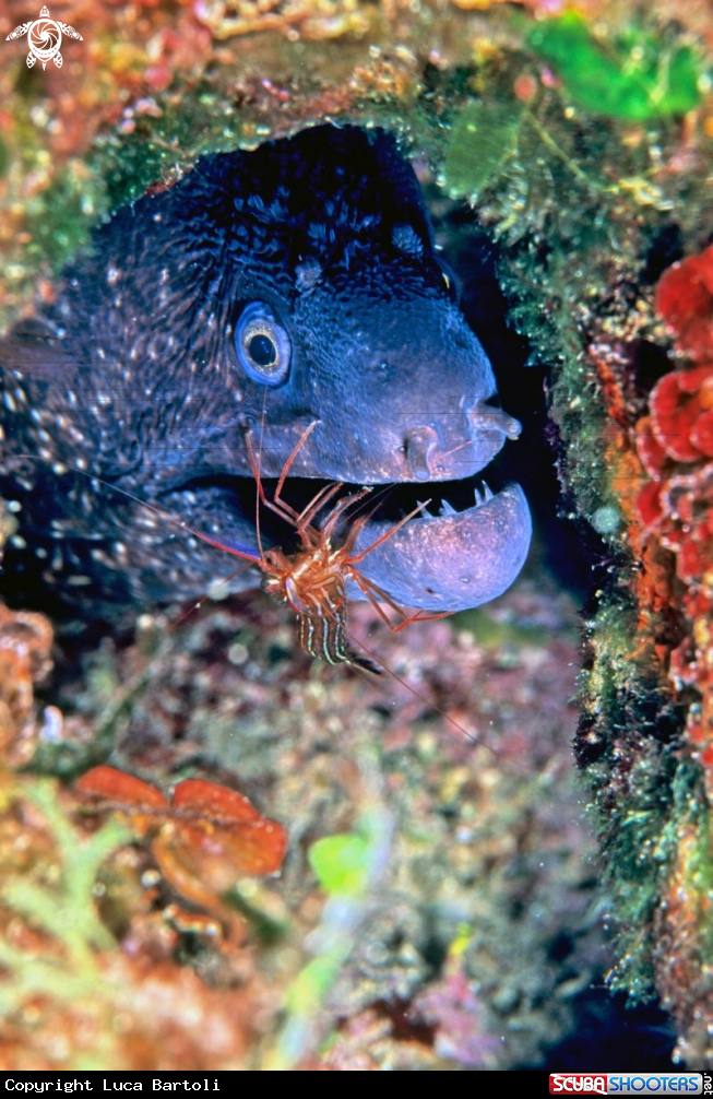 A moray