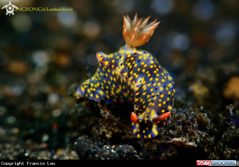 A Nudibranch