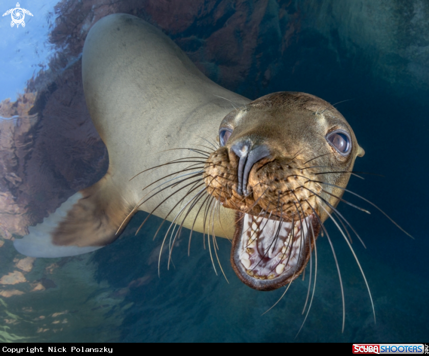 A California Sea Lion