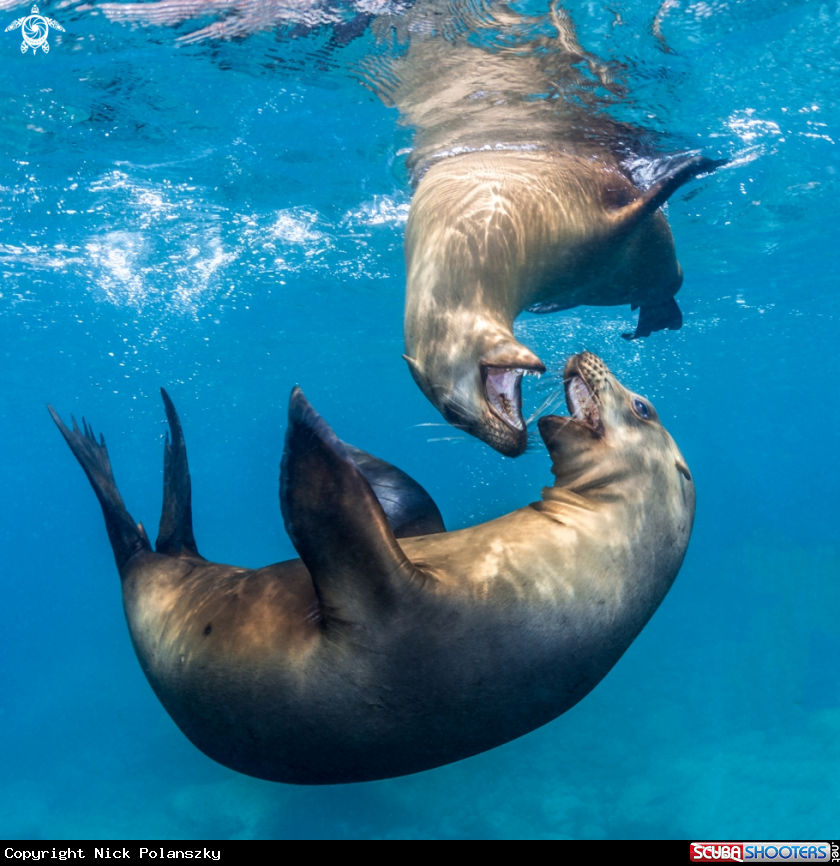 A California Sea Lion