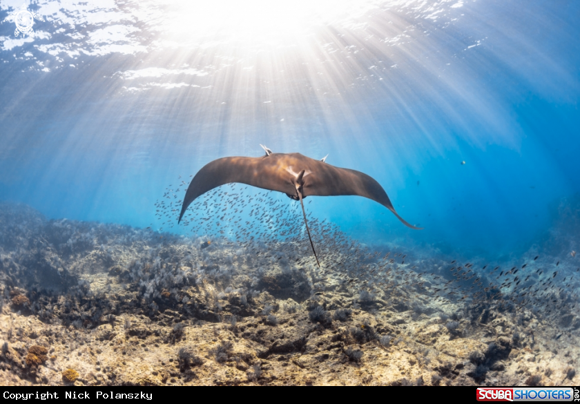 A Giant Pacific Manta Ray