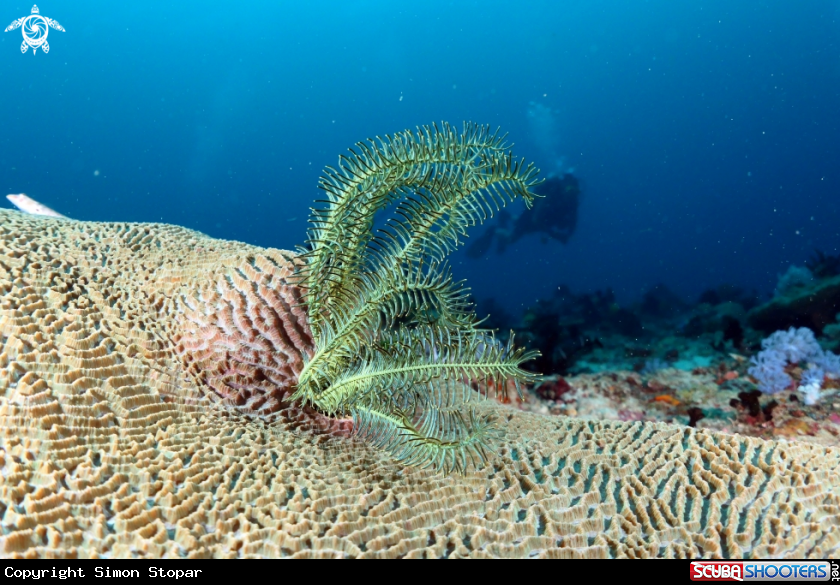 A Reef