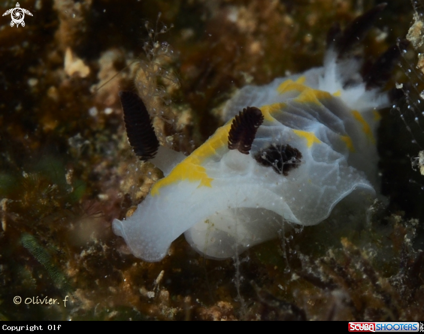 A Halgerda sp.