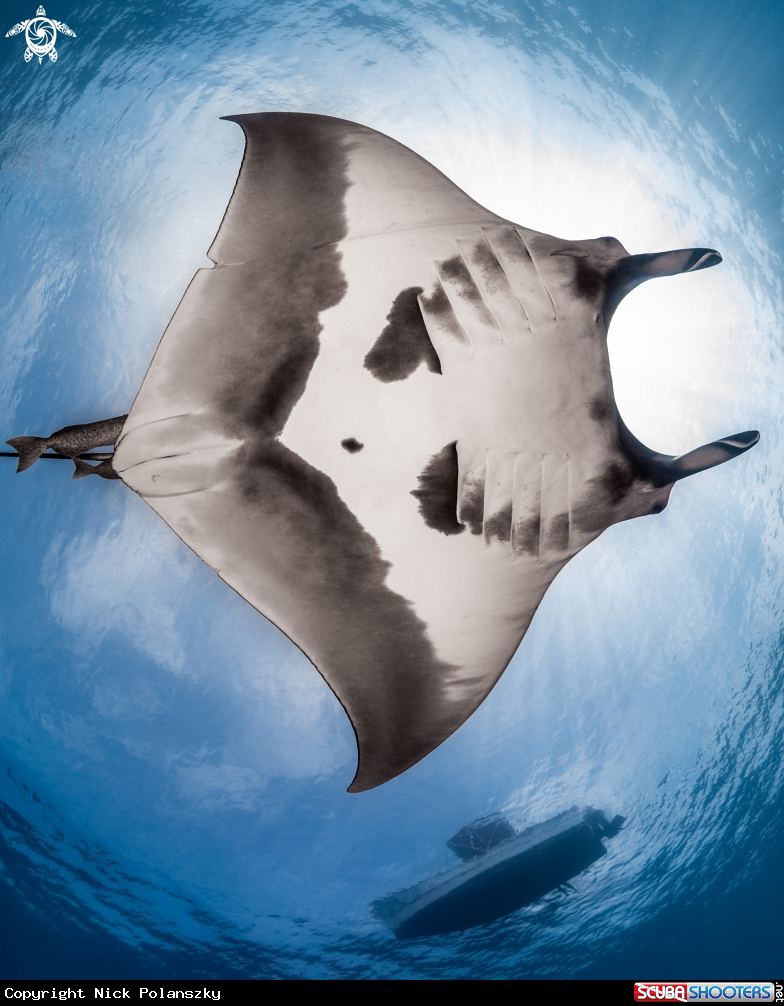 A Giant Pacific Manta Ray