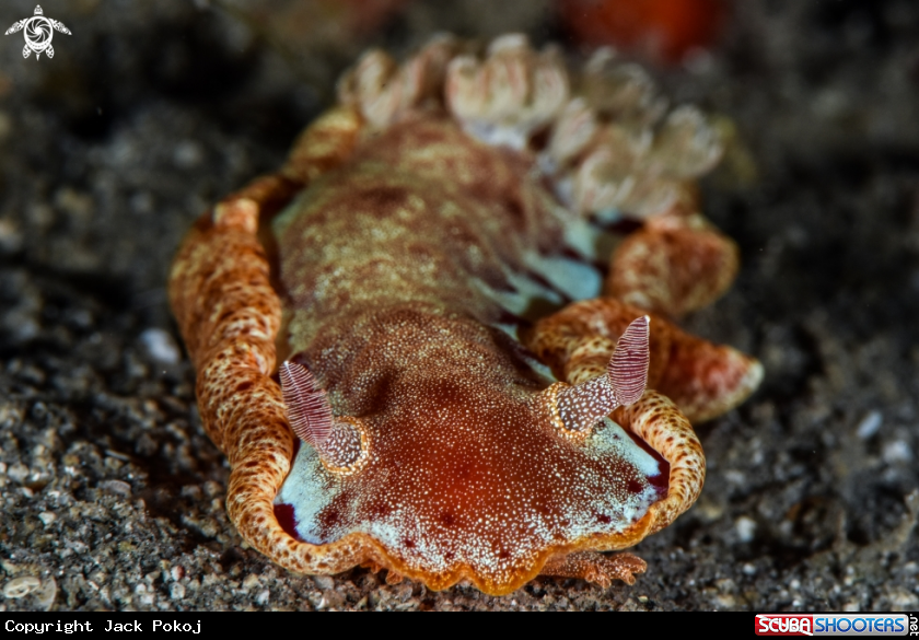 A Spanish dancer