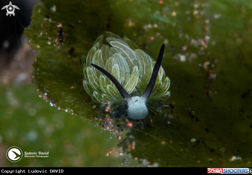 A Rabbit Sapsucking Slug