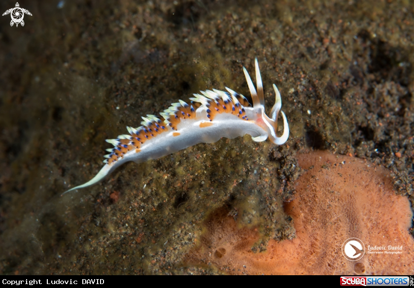 A Indian Caloria Nudibranch