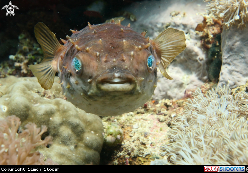 A porcupine fish