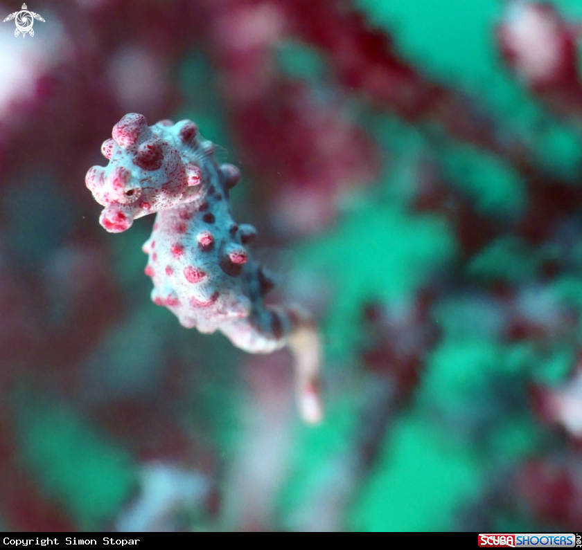 A pigmy seahorse