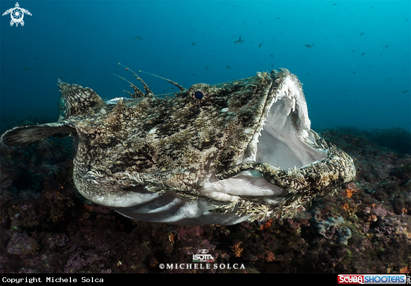 A Rana pescatrice