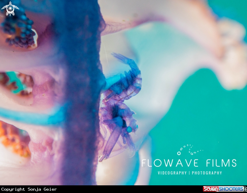 A Horned Sea Pen Shrimp