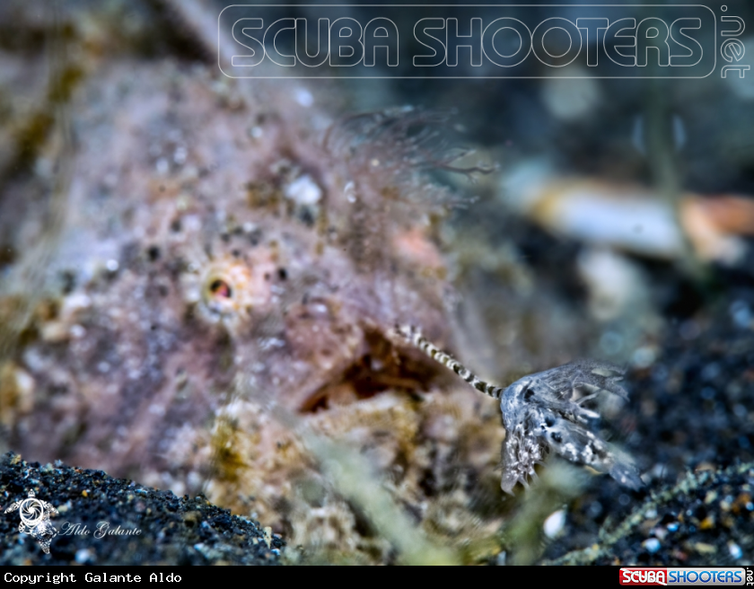 A The Striated Frogfish or Hairy Frogfish 