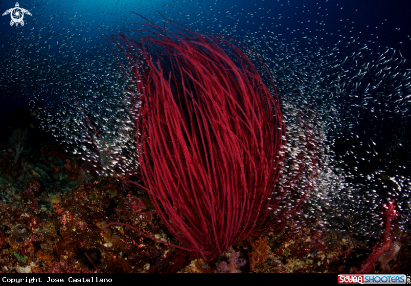 A Red Whip Coral