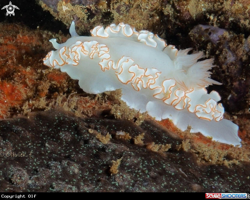 A Ardeadoris sp.