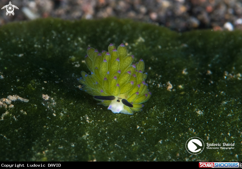 A Sapsucking Slug
