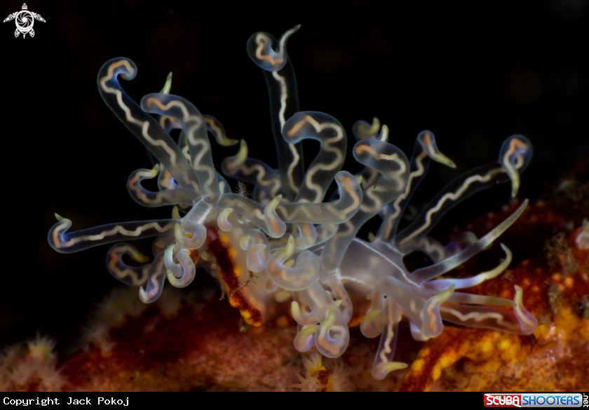 A Phyllodesmium undulate