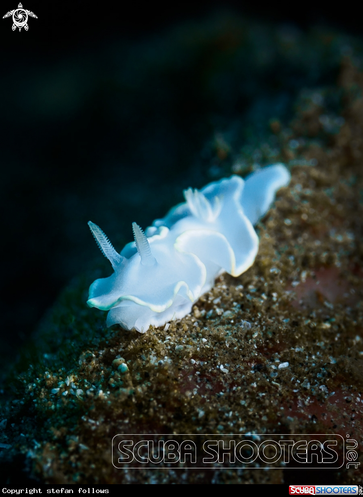A Nudibranch
