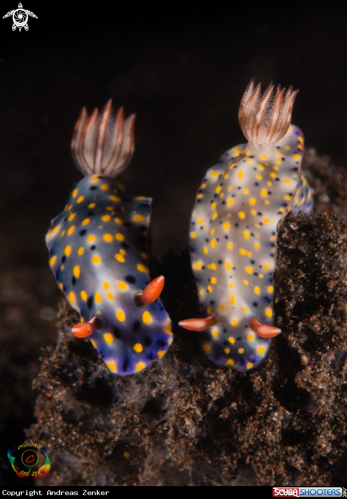 A Hypselodoris roo