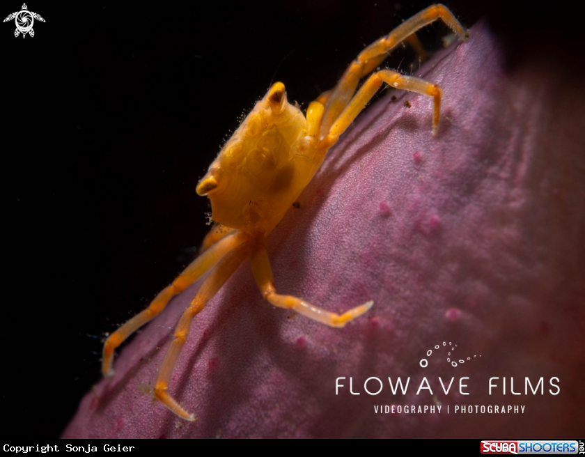 A Crowned Coral Crab