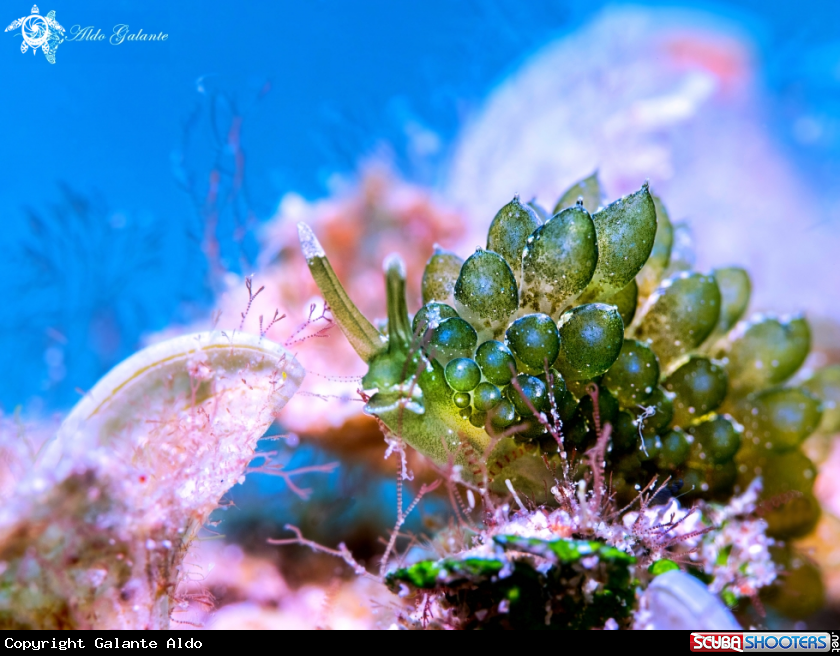 A Grapeweed Sea slug - Nudibranch