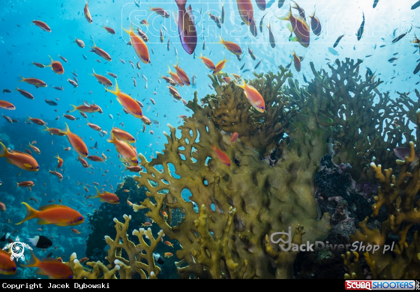 A Red Sea 02