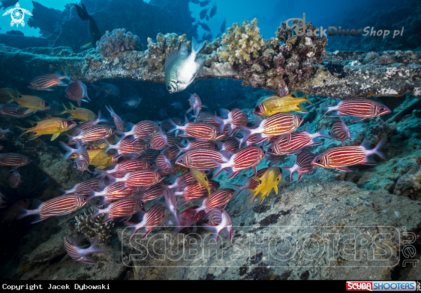 A Red Sea 08