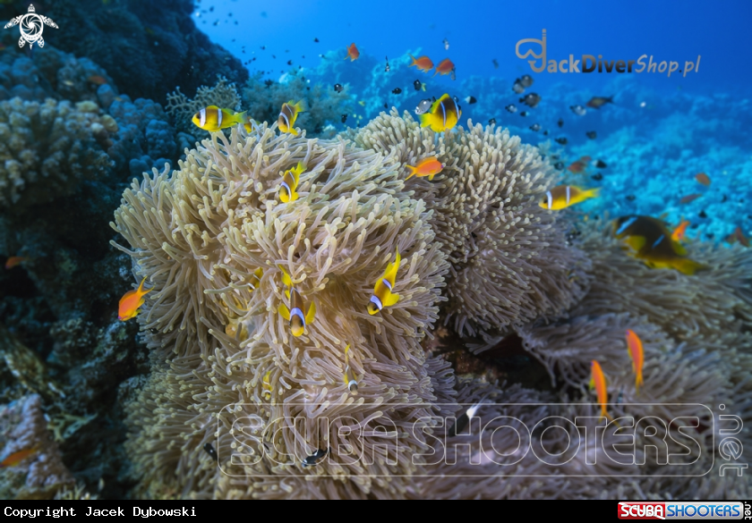A Red Sea 11