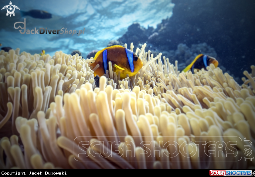 A Red Sea 12
