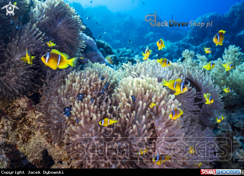A Red Sea 13