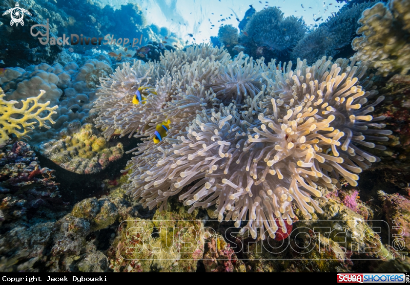 A Red Sea 14