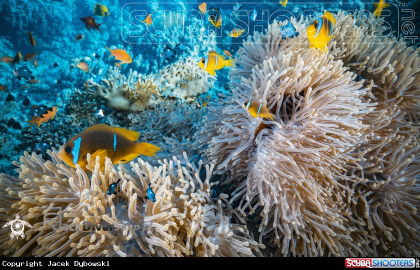 A Red Sea 16