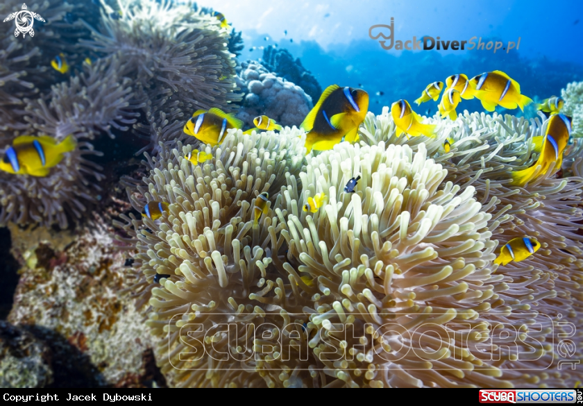 A Red Sea 17