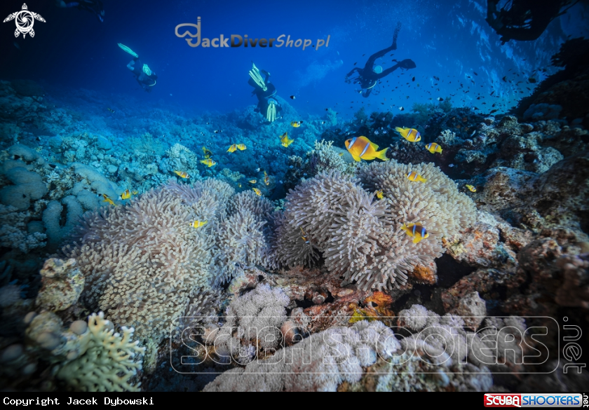 A Red Sea 19