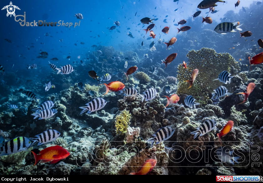 A Red Sea 20